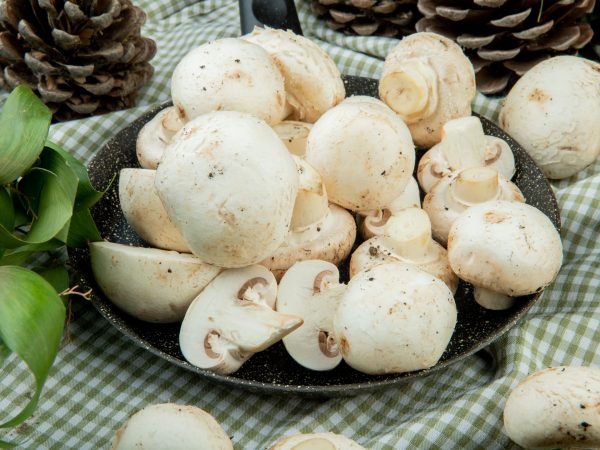 side view of fresh white mushrooms on a frying pan and cones with green leaves on plaid fabric background